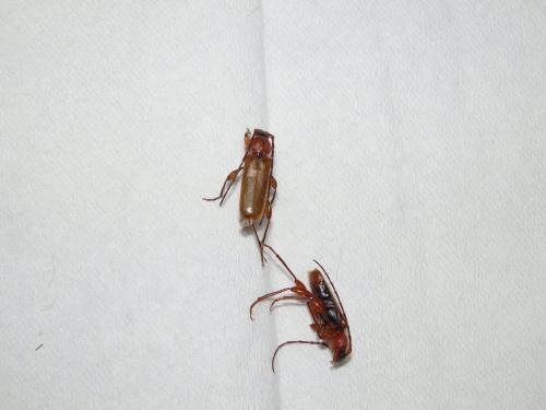 Phymatodes testaceus